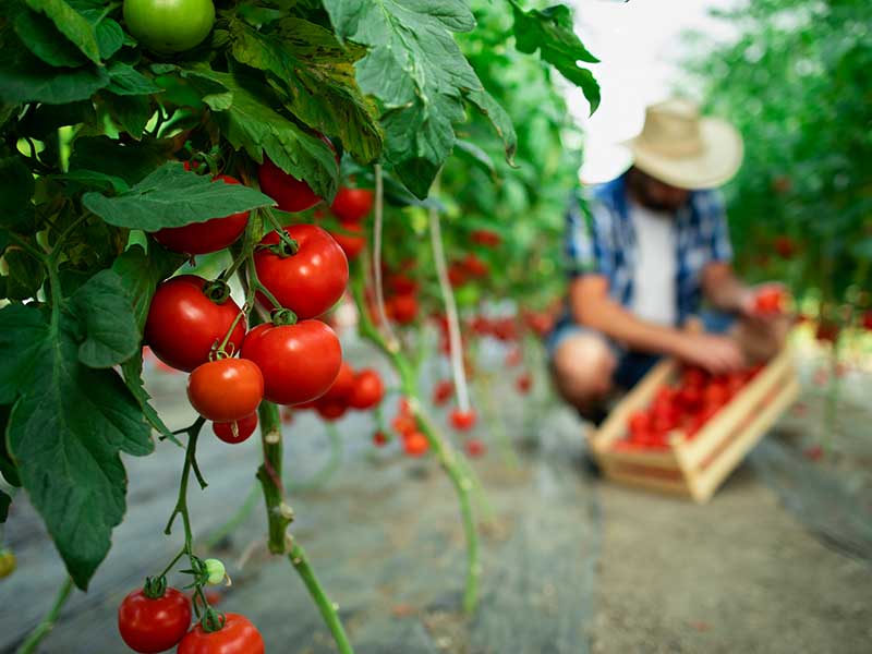 The Benefits of Vitamin D & How to Get It Organic8
