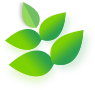 Home Team Leaf