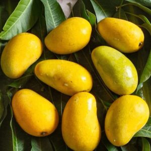 amrapali mango/ grafted plant/ live plants