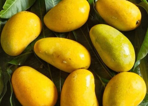 amrapali mango/ grafted plant/ live plants