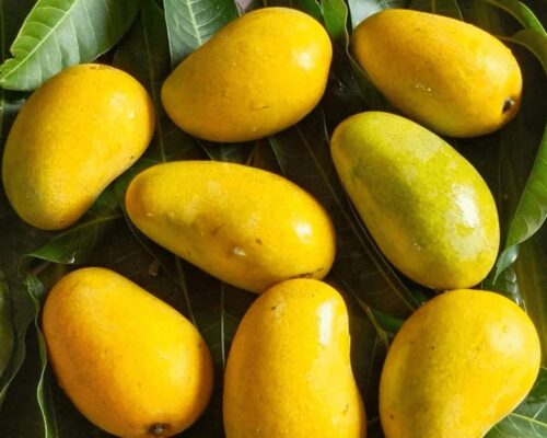 amrapali mango/ grafted plant/ live plants