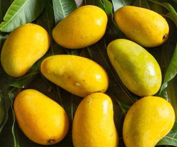 amrapali mango/ grafted plant/ live plants amrapali mango/ grafted plant/ live plants