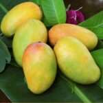 lengra mango / grafted plant/ live plant