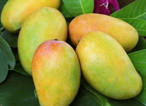 lengra mango / grafted plant/ live plant