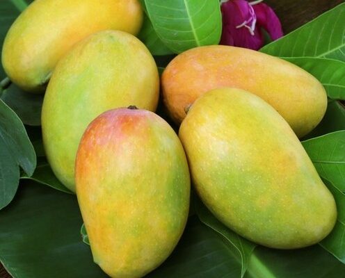 lengra mango / grafted plant/ live plant