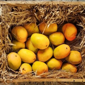 alphanso mango plant / grafted plant / live plant