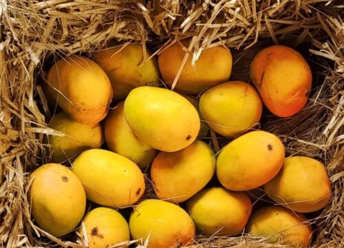 alphanso mango plant / grafted plant / live plant