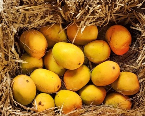 alphanso mango plant / grafted plant / live plant