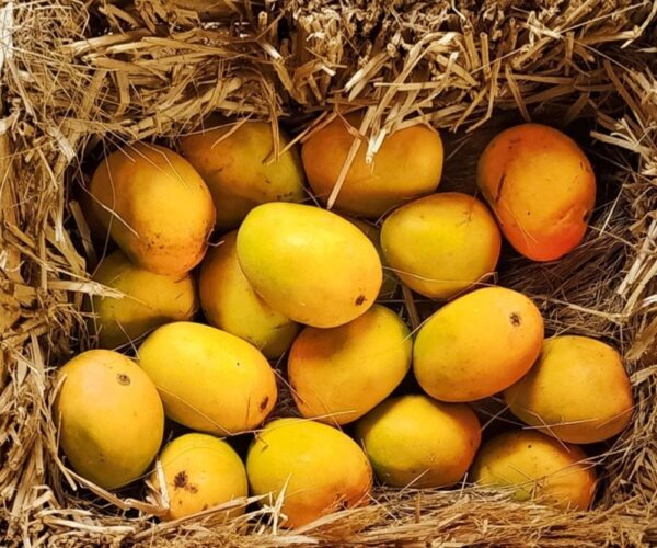 alphanso mango plant / grafted plant / live plant alphanso mango plant / grafted plant / live plant