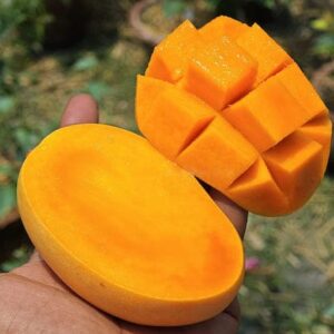 kesar mango/ grafted plant / live plant