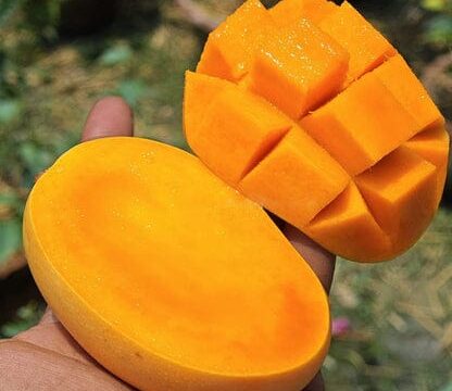 kesar mango/ grafted plant / live plant