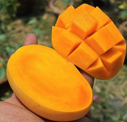 kesar mango/ grafted plant / live plant