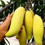 all time banana mango / grafted plant /live plants