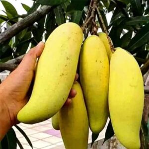 all time banana mango / grafted plant /live plants