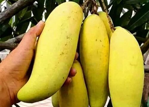all time banana mango / grafted plant /live plants