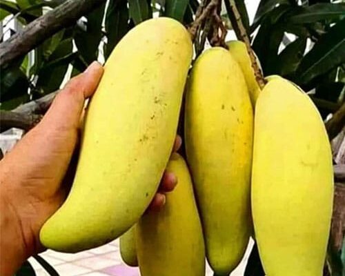 all time banana mango / grafted plant /live plants