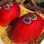japanese miyazaki mango / grafted plant / live plant