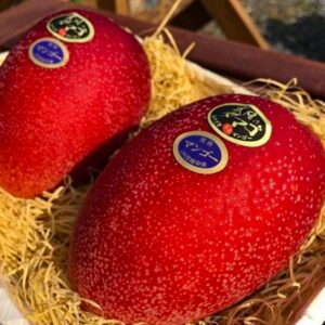 japanese miyazaki mango / grafted plant / live plant