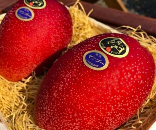 japanese miyazaki mango / grafted plant / live plant japanese miyazaki mango / grafted plant / live plant