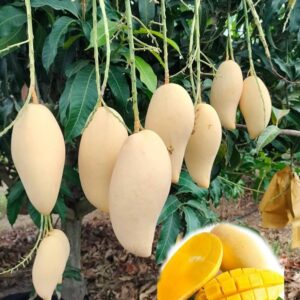 doc mi mango / grafted plant / live plant