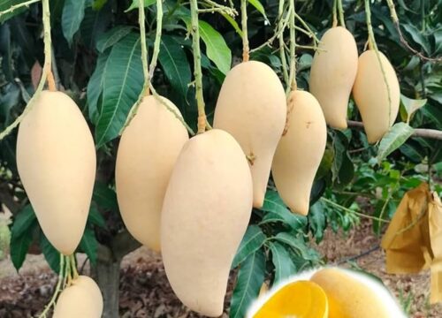 doc mi mango / grafted plant / live plant