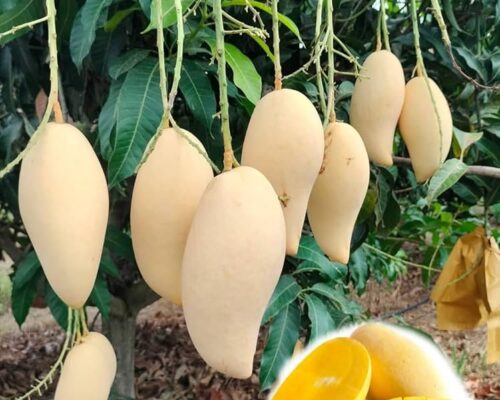 doc mi mango / grafted plant / live plant