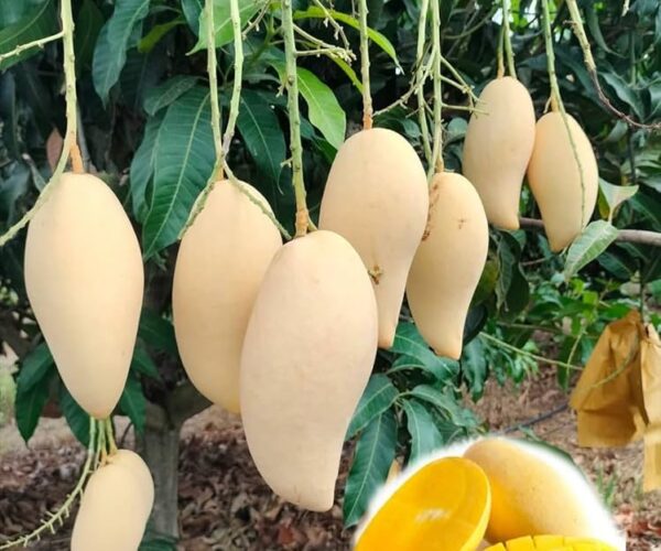 doc mi mango / grafted plant / live plant