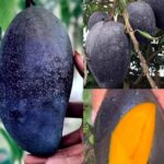 black kasturi mango / grafted plant / live plant