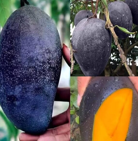black kasturi mango / grafted plant / live plant