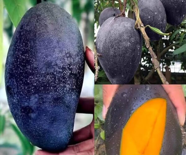 black kasturi mango / grafted plant / live plant black kasturi mango / grafted plant / live plant