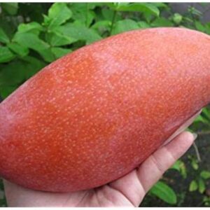 king of chakapat mango / grafted plant / live plant