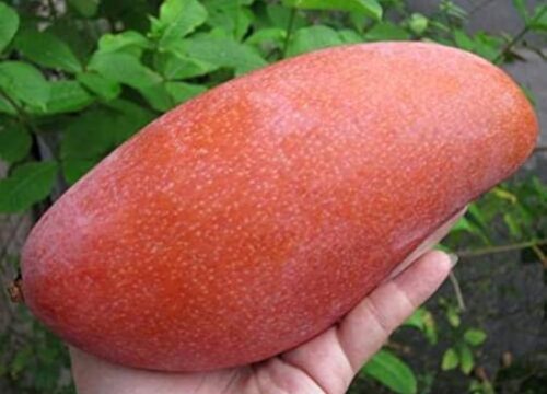 king of chakapat mango / grafted plant / live plant