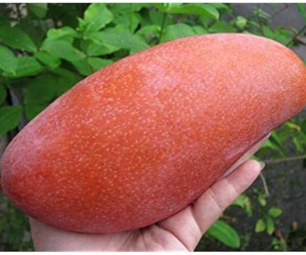 king of chakapat mango / grafted plant / live plant