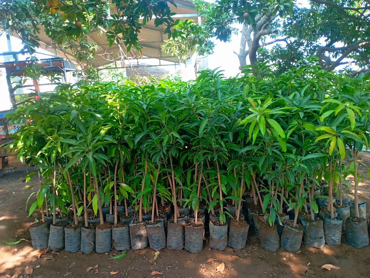 doc mi mango / grafted plant / live plant