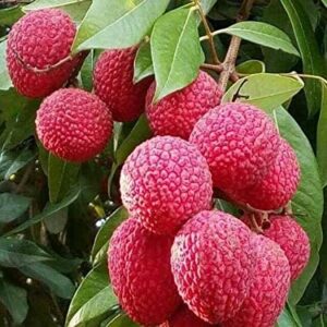 shahi muzaffar pur litchee / leyring plant/ live plant