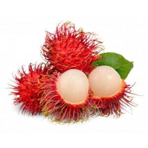 rambutan plants / grafted plants / live plant