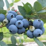 blue berry fruit / grafted plant / live plant
