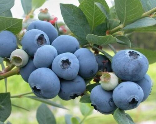 blue berry fruit / grafted plant / live plant