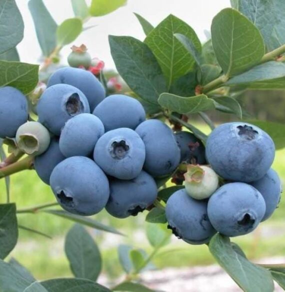 blue berry fruit / grafted plant / live plant