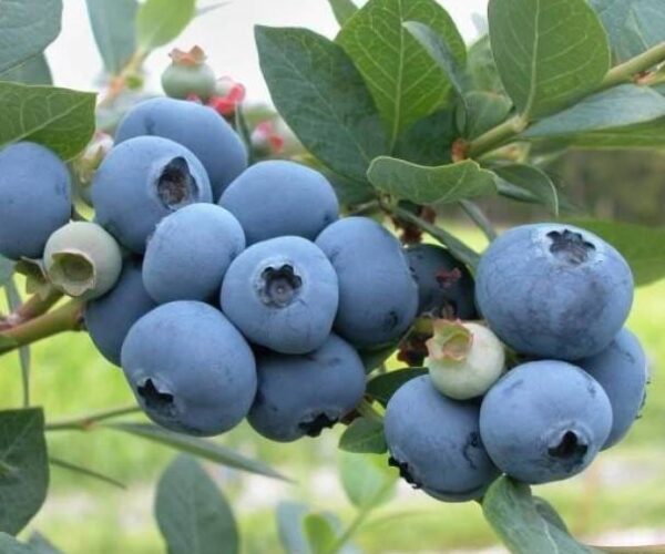 blue berry fruit / grafted plant / live plant blue berry fruit / grafted plant / live plant