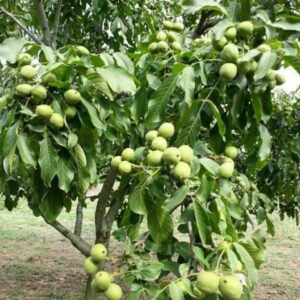 walnut fruit / grafted plant / live plant