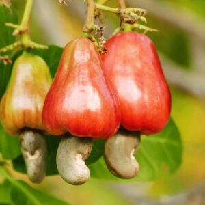 cashew nuts fruits /grafted plant / live plants