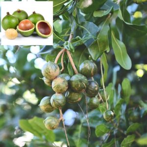 mecadamia nut fruits / seedlings plant / live plants