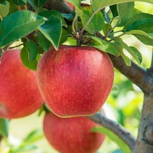 hrmn99 apple / grafted plant / live plant