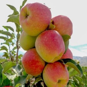 anna apple / grafted plant/ live plants