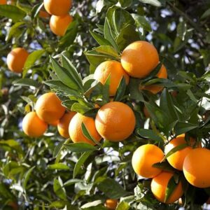 khasi mandarin orange / seedling height