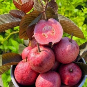 black diamond guava/ grafted plants /live plant