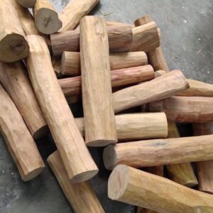white sandalwood plant / seedling plant
