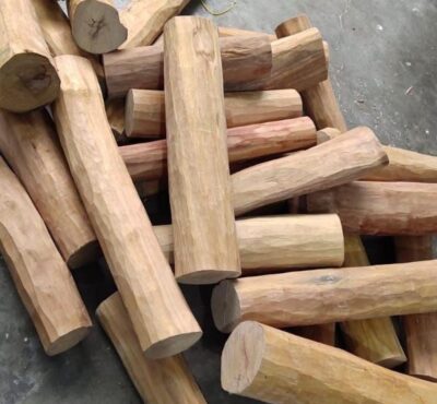 white sandalwood plant / seedling plant