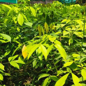 rubber plant / grafted plant / live plant